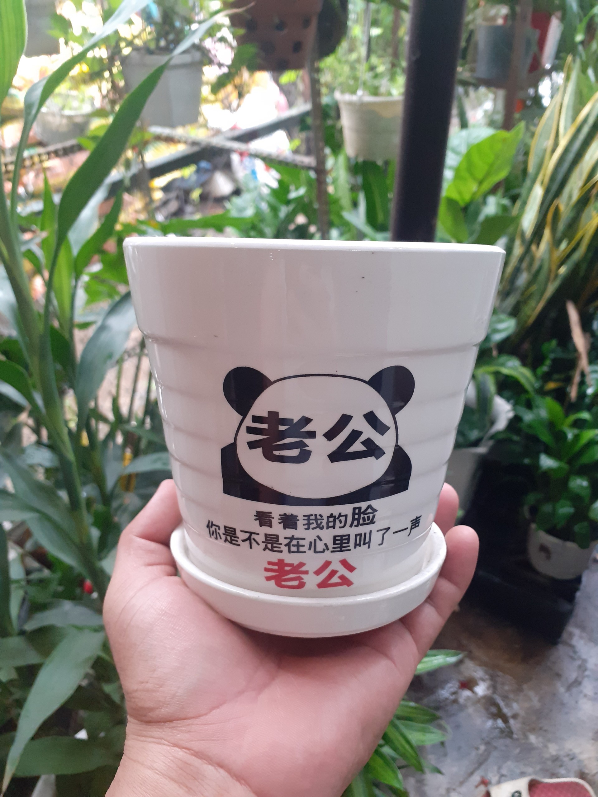 Chậu sứ tròn kèm dĩa trắng gấu panda kung fu