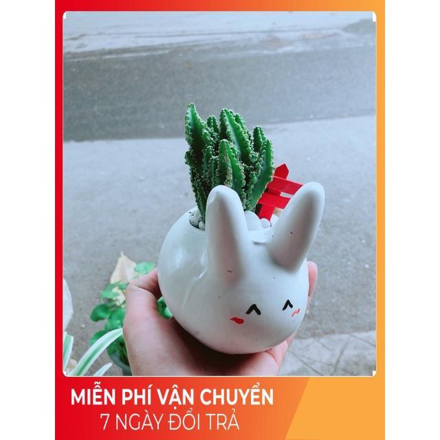 Chậu Xương Rồng Thanh Sơn Thỏ Trắng