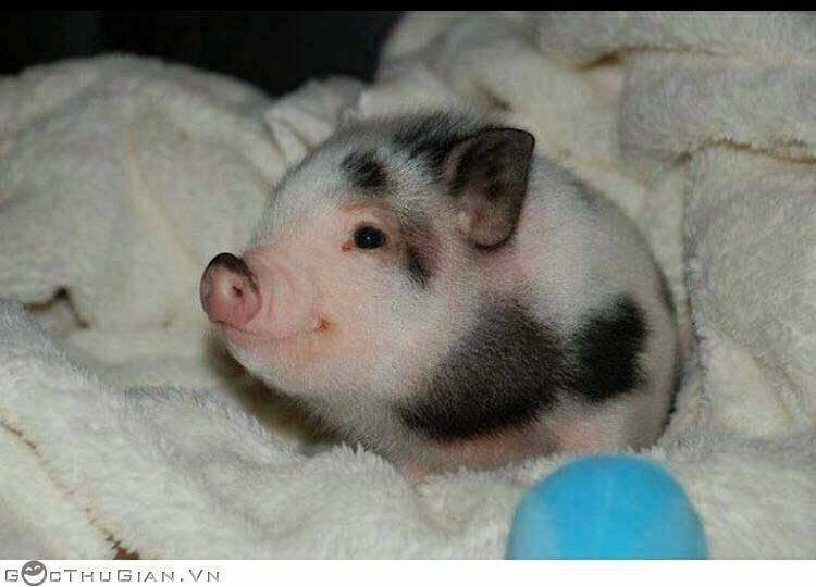 hình ảnh hài hước new chapter 27 2