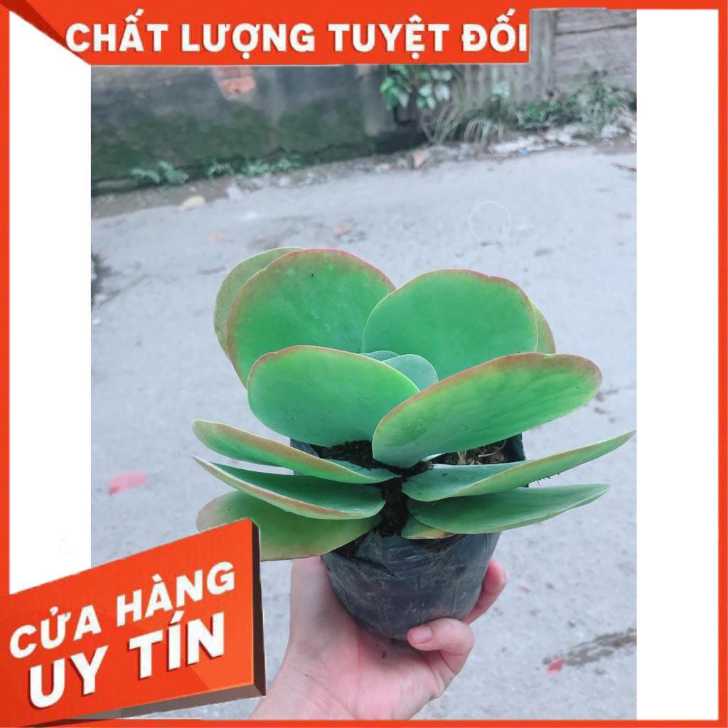 Sen đá cánh bướm + chậu sứ trắng Nhiều Người Mua