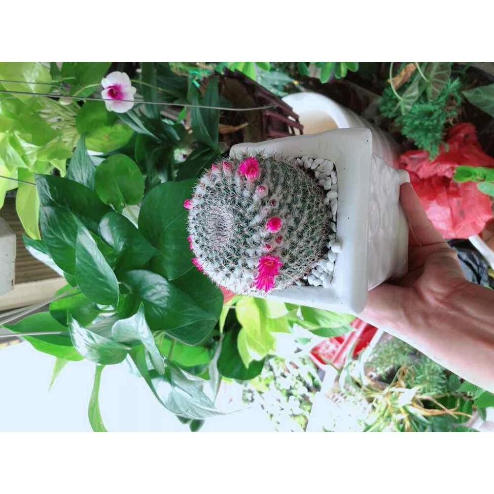 Chậu xương rồng nở hoa sẵn Bán Chạy