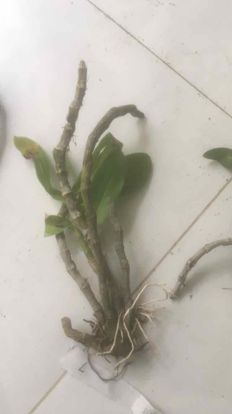 Trầm tím rừng cam kết chất lượng