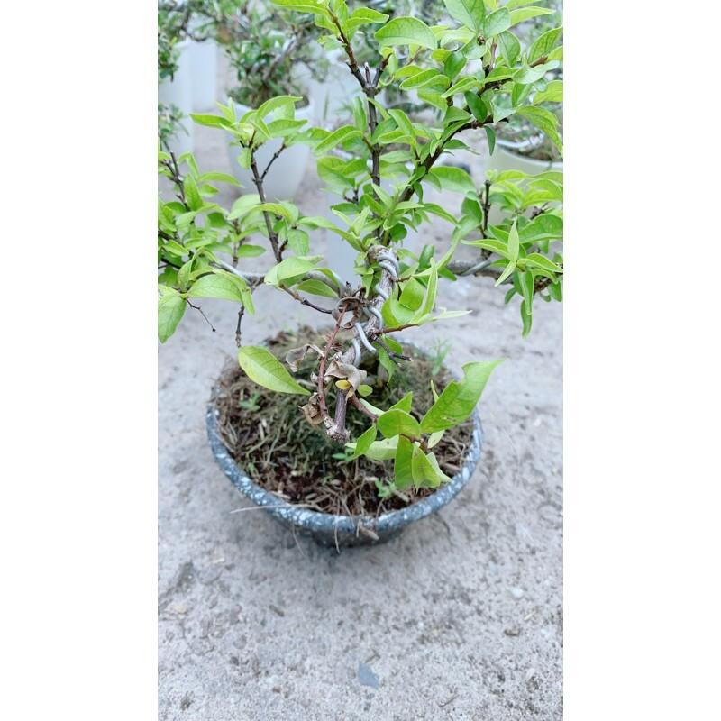 Mai Chiếu Thuỷ Bonsai Để Bàn