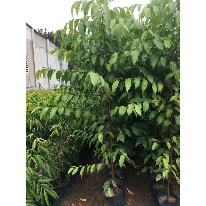 Cây Giống Dầu Rái