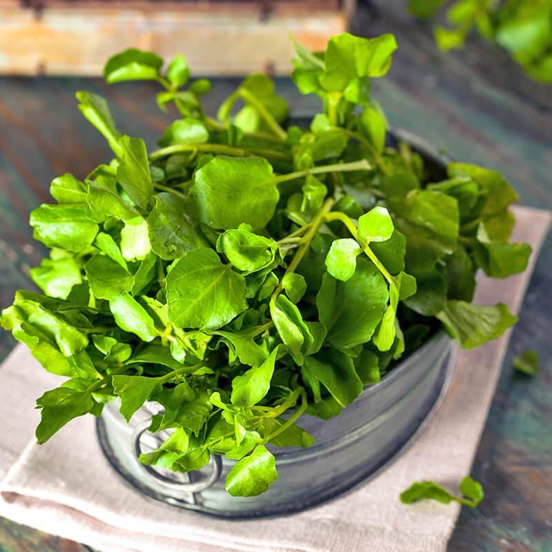 Hạt giống rau xà lách xoong mỹ