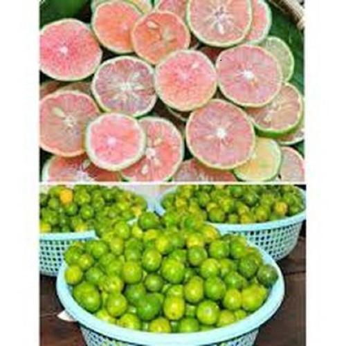 Cây giống chanh đào- NCCGCD