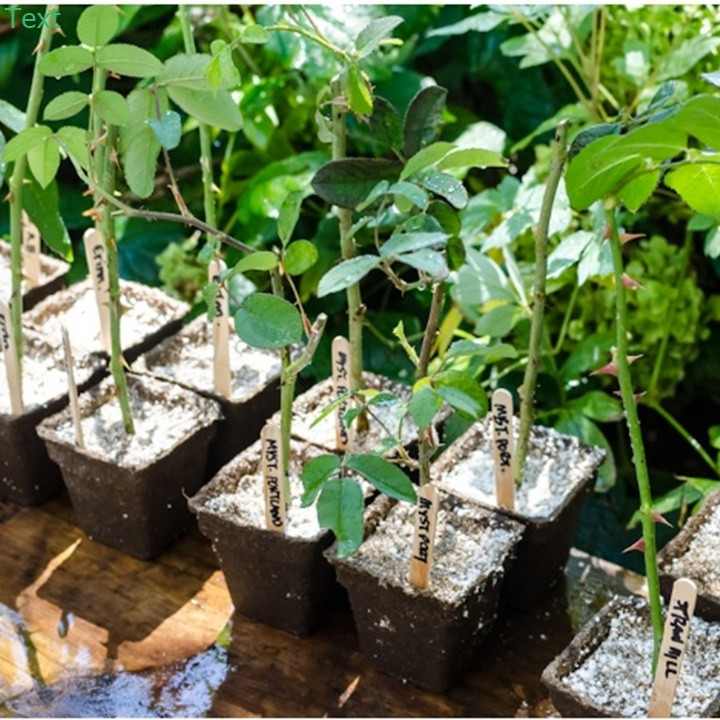 giâm cành hoa hồng bằng đá perlite