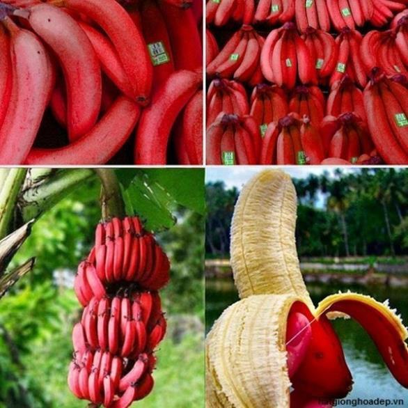 Cây giống CHUỐI ĐỎ ngon ngọt thơm - hàng cây giống CHUẨN F1