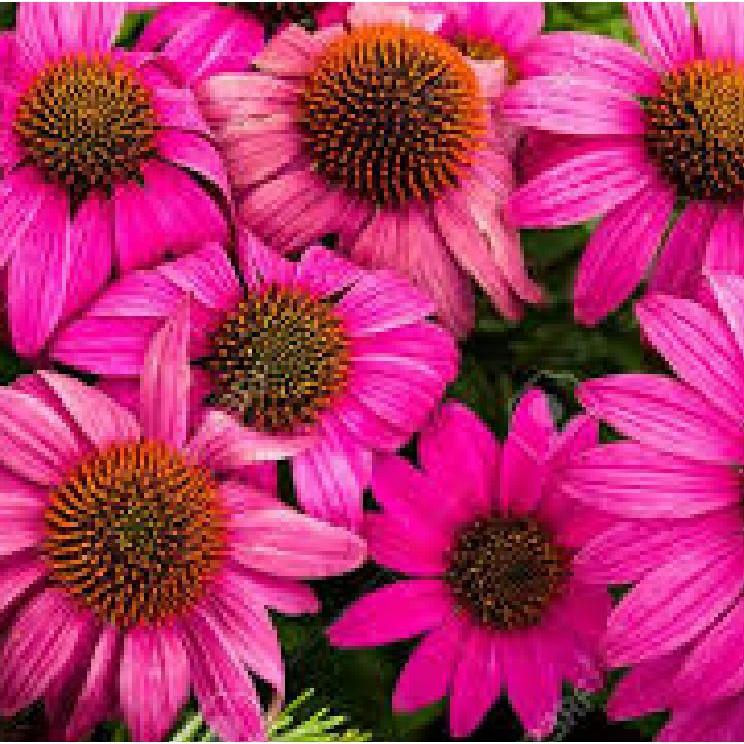 Hạt giống hoa cúc trái thông gói 50 hạt/gói