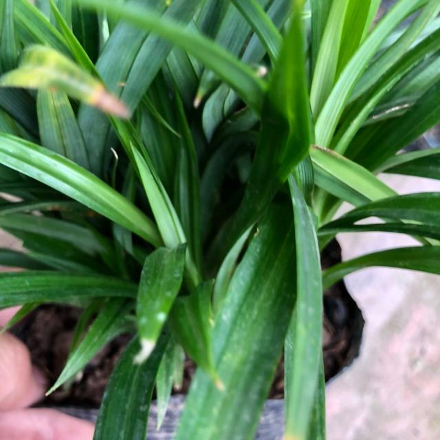 Cây lá nếp gia vị, chiều cao 20cm bụi cây to khỏe sức sống mãnh liệt, thích hợp trồng lấy lá
