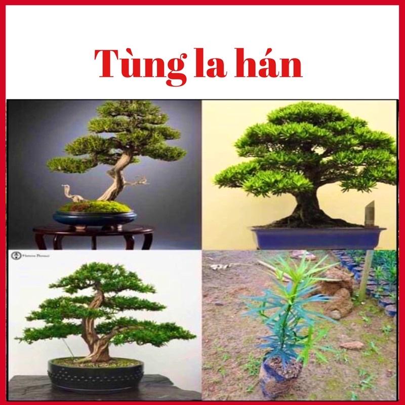 Cây tùng la hán gieo hạt cao 10 cm trồng làm cảnh