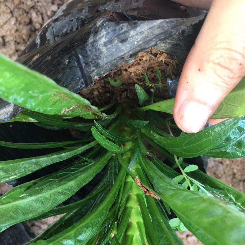 Cây hoa dạ yến thảo mexico, cây đã có hoa và nụ ,trang trí bồn hoa và làm đường viền