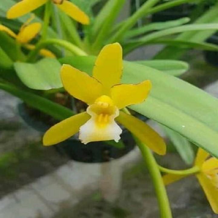 Hoa phong lan kiếm vàng +Tặng 2 cây chanh leo