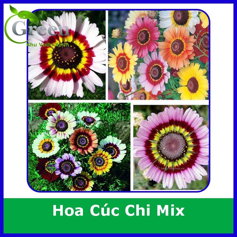 Hạt Giống Hoa Cúc Chi Mix Xuất Xứ Đức (100H)