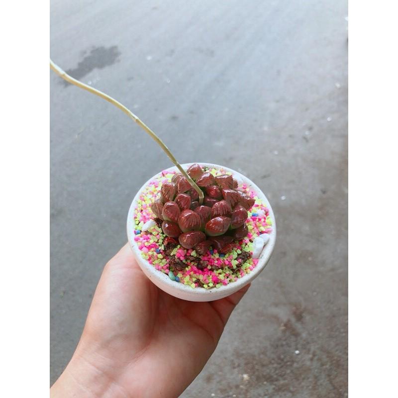 Chậu Cây Kim Cương Copi Đỏ