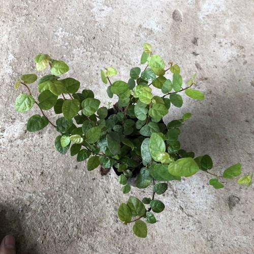 CÂY VẢY ỐC TRỒNG BỊCH ĐEN NHIỀU NGỌN SUM SUÊ DÀI 15-20CM CÂY SỐNG KHỎE THÍCH HỢP LÀM CÂY LEO BÁM - kh61dl