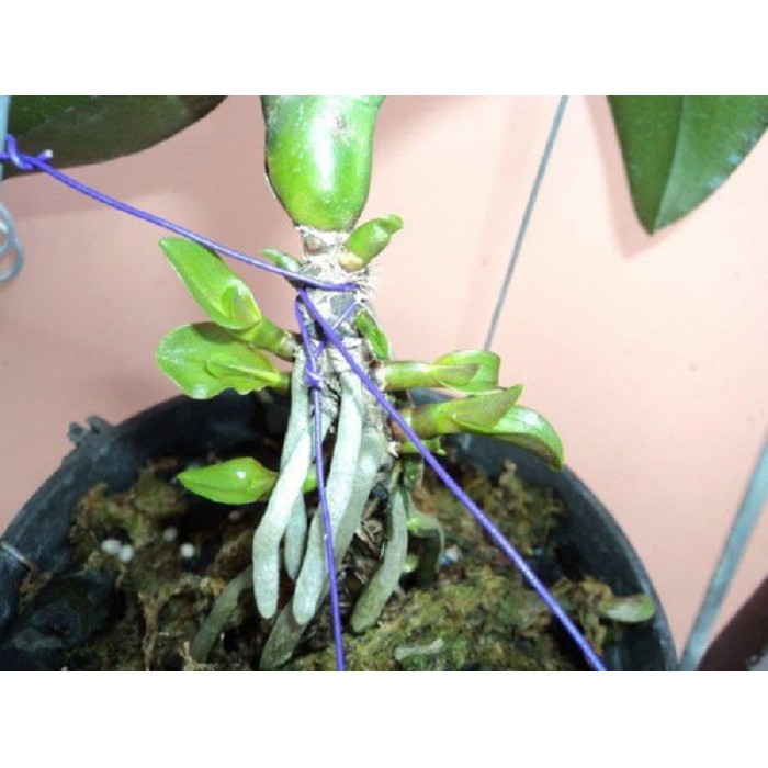 (Hũ 100gr) Phân bón lá cao cấp Growmore 30-10-10, growmore 6-30-30. growmore 20-20-20  chuyên dùng cho phong lan, cây kiểng cung cấp dinh dưỡng toàn diện cho cây