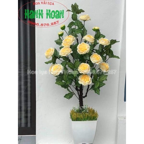 Cây hoa Trà Mộc Miên 1m cao cấp - Cây hoa trang trí
