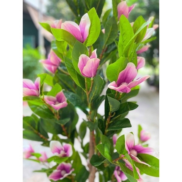 Cây hoa mộc lan giả - Size 180cm - Cây giả, hoa lụa Decor trang trí nhà cửa