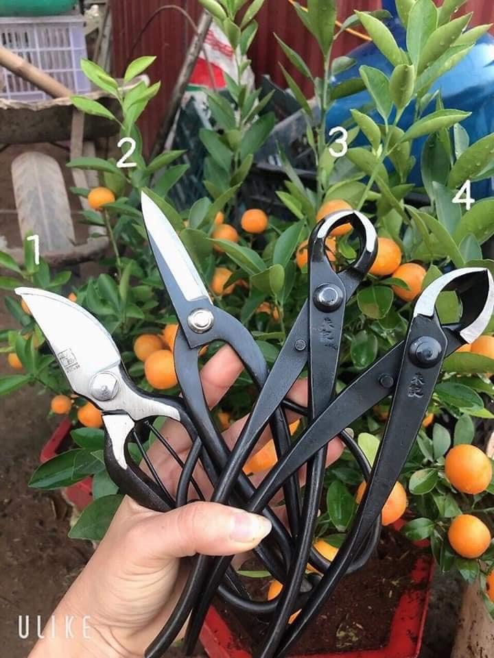 Kìm Cạp Tròn Cắt Cây Cảnh , Cây Bonsai Chất Lượng Cao, Thép Nguyên Khối MSTWA CN Nhật Bản