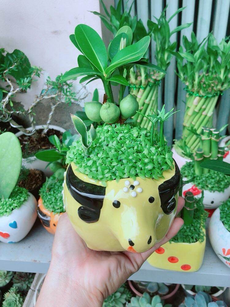 Chậu Cây May Mắn Tài Lộc