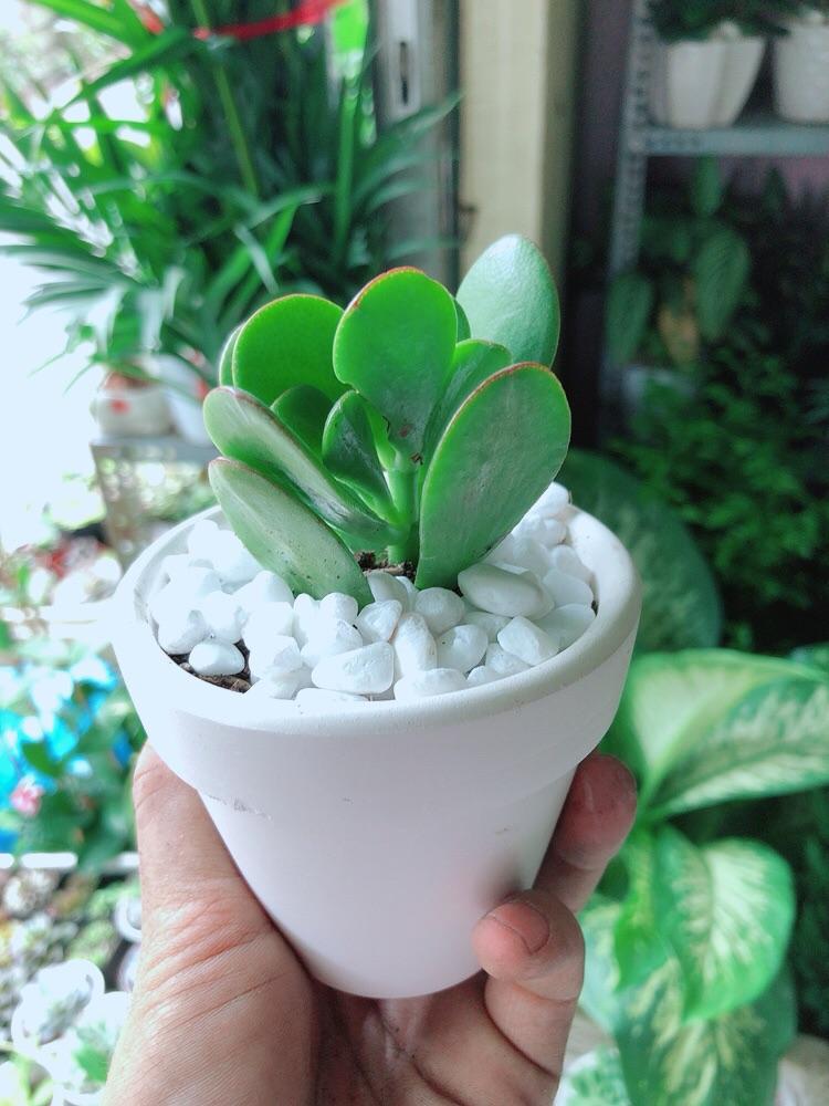 Chậu Cây Sen Ngọc Bích Mini