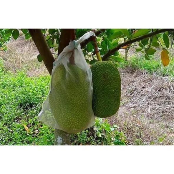 CÂY GIỐNG MÍT THÁI SIÊU SỚM SIÊU NGỌT.CAM KẾT GIỐNG CHUẨN, BẢO HÀNH CHUẨN F1