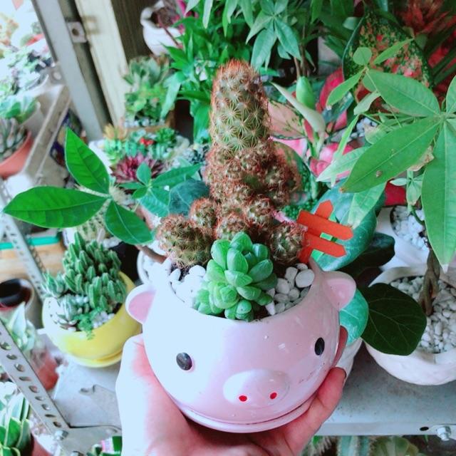 Chậu Xương Rồng Sen Đá