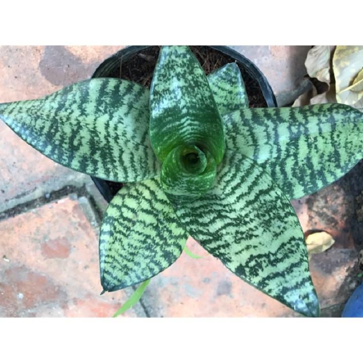 CÂY LƯỠI HỔ LÙN HÀNG THÁI, CÂY PHONG THỦY ĐỂ BÀN VƯỢNG KHÍ CHO GIA CHỦ
