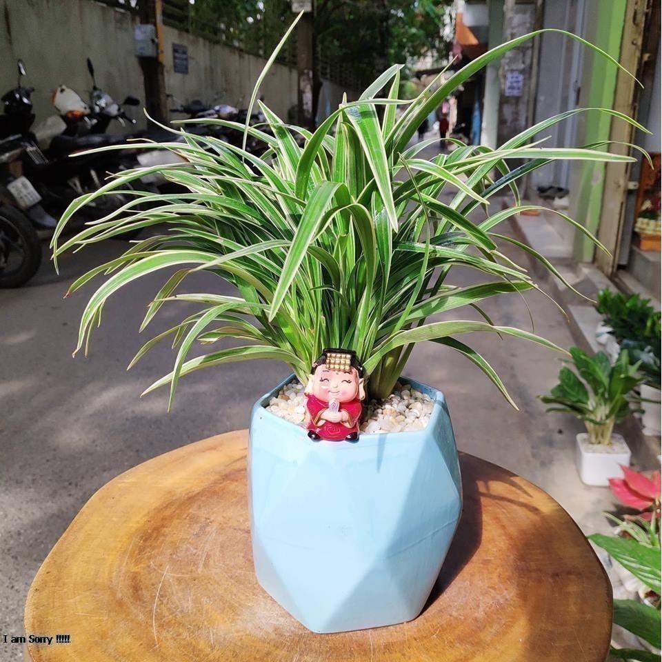 Chậu trồng cây hình đa giác cao , gốm sứ Bát Tràng cao cấp