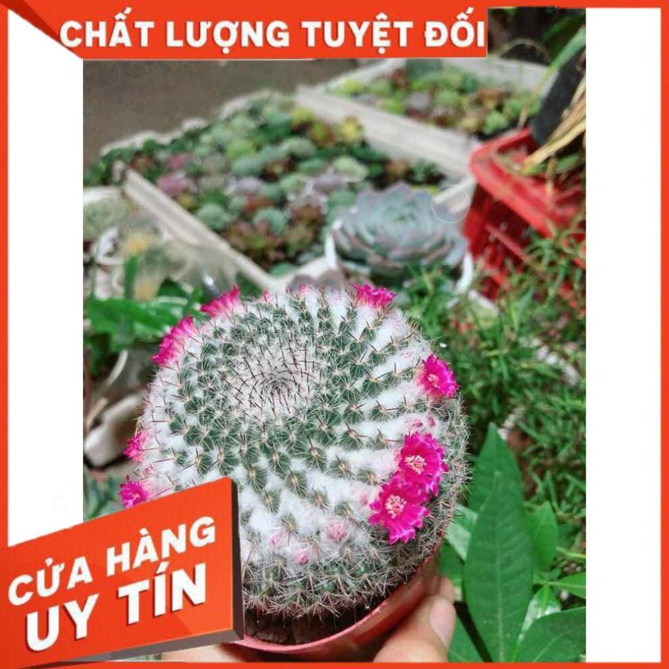 Chậu xương rồng nở hoa sẵn Nhiều Người Mua