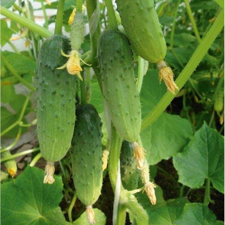 Hạt Giống Dưa Leo Baby SIÊU QUẢ - BABY1