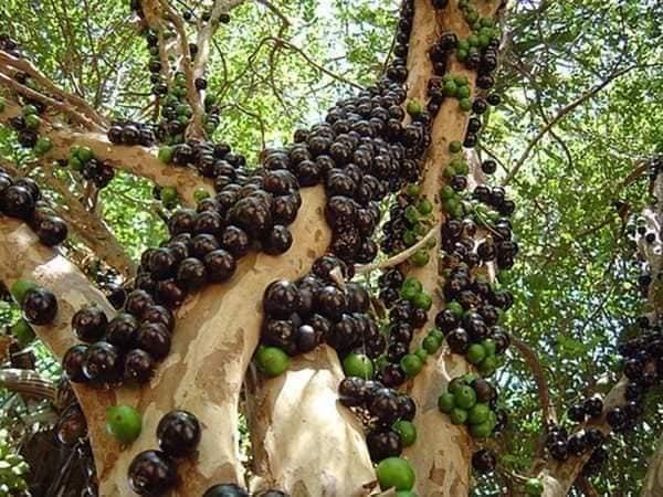 CÂY GIỐNG NHO THÂN GỖ