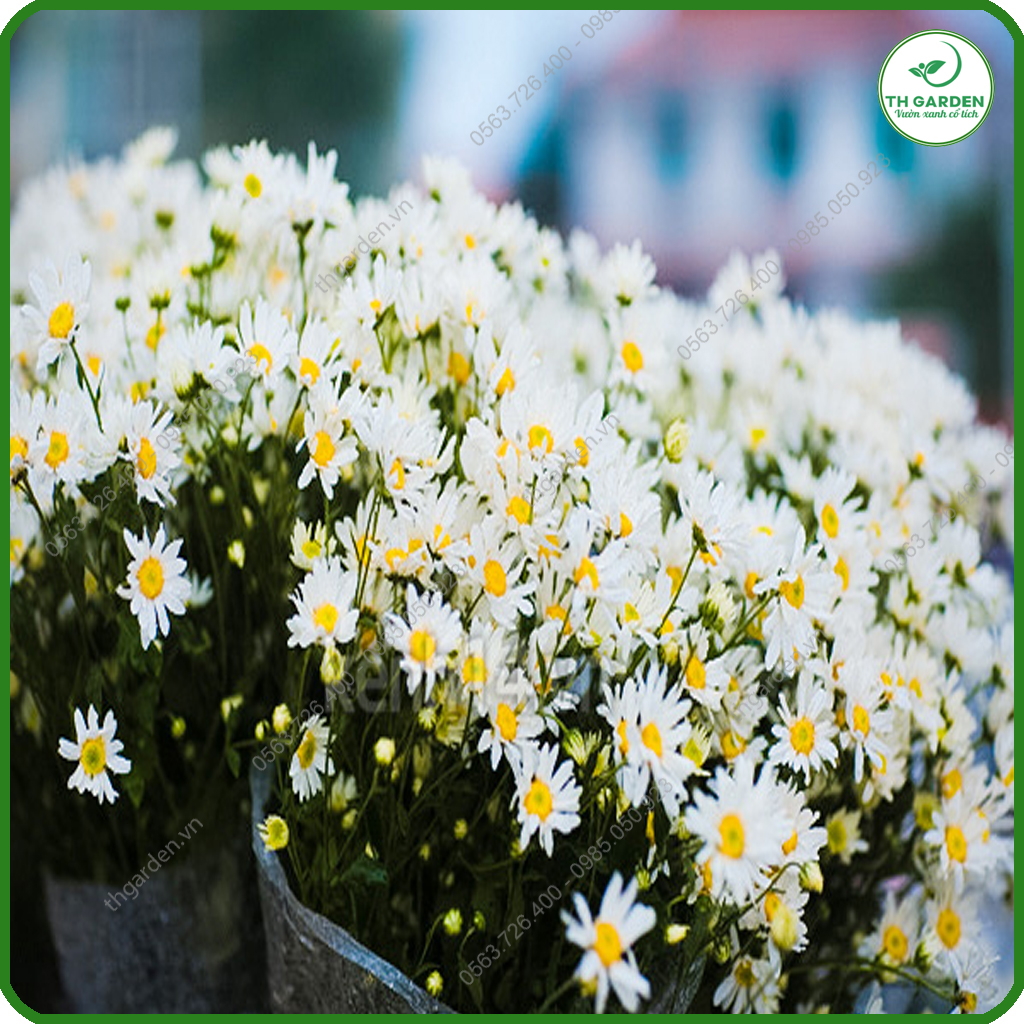 Hạt Giống Hoa Cúc Họa Mi TH Garden - Hạt Giống Dễ Trồng Dễ Chăm Sóc, Hoa Thơm, Bền Màu, Lâu Tàn, Cánh To Đẹp