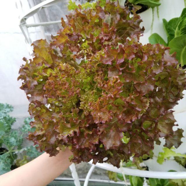 Hạt Giống Xà Lách Xoăn Tím