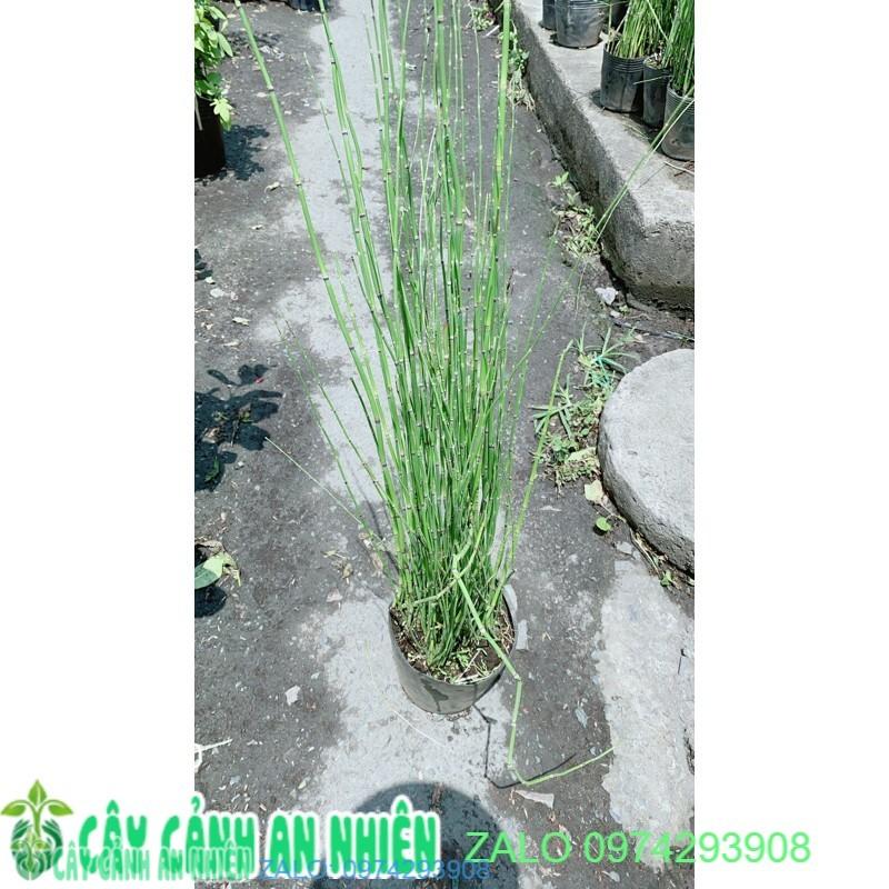 Cây Thuyền Trúc