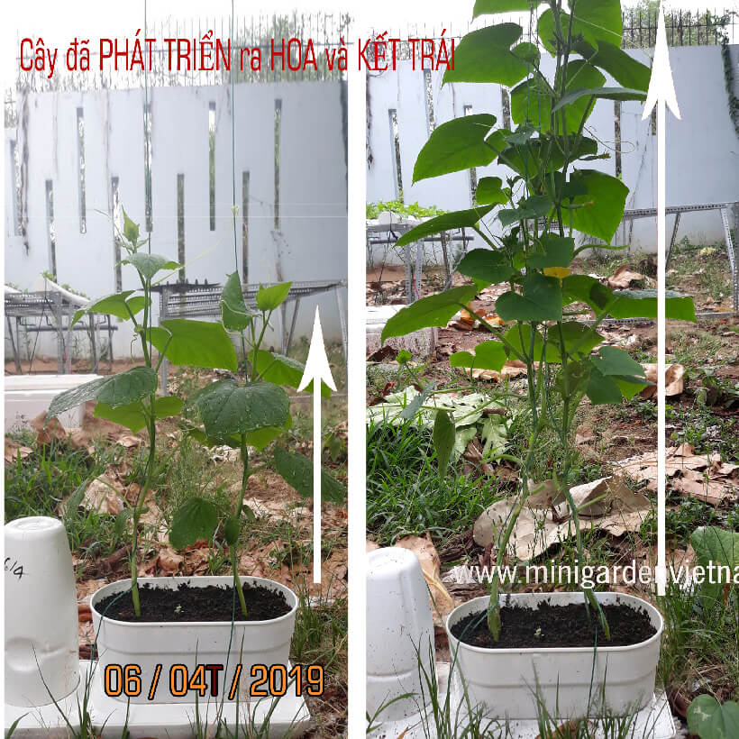2 SET Trồng Rau Tự Dưỡng cao cấp Nhập Khẩu Bồ Đào Nha Basic dành cho người bận rộn không có thời gian tưới rau hàng ngày