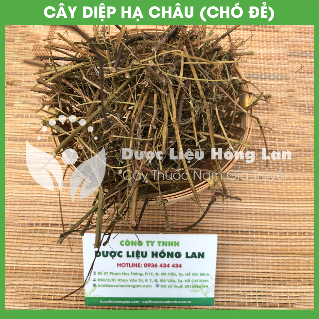 Cây Diệp Hạ Châu (Cây Chó Đẻ) khô 500gram