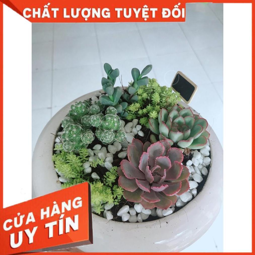 Chậu senđá mix Nhiều Người Mua
