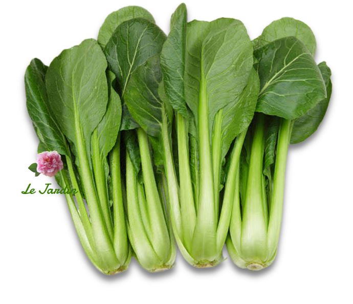 Hạt giống Cải ngọt lai F1 KOROS 612