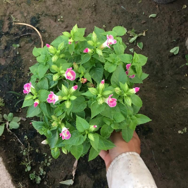 Cây hoa mắt nai đã có hoa và nụ , cây hoa trang trí công viên và bồn cây