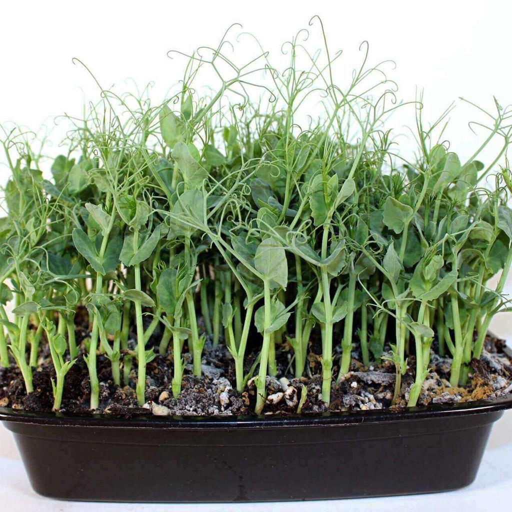 Hạt giống rau mầm đậu hà lan gói 50gr - Giàu đạm