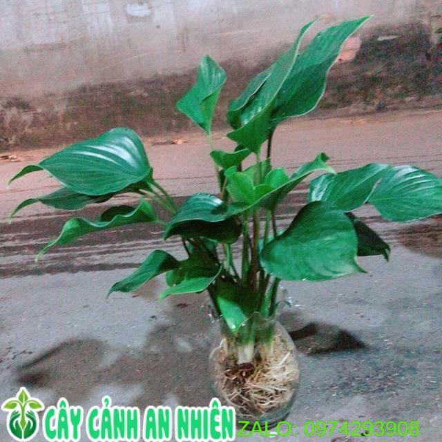 Chậu Cây Thanh Tâm Thuỷ Sinh