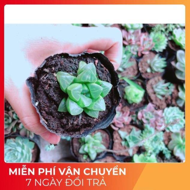 Combo 10 cây sen đá