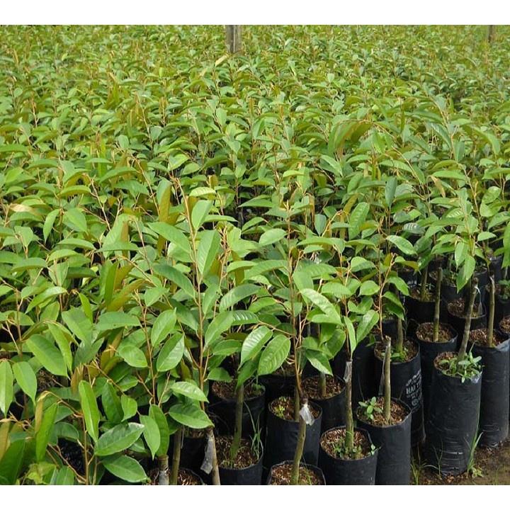 Cây giống SẦU RIÊNG THÁI