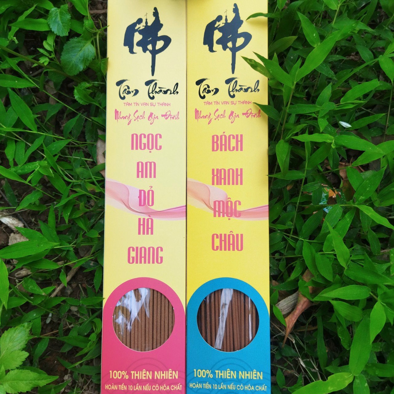 Hương Hoàng_Đàn Tuyết Lạng Sơn_Nhang Hoàng_Đàn_Nhang Bách_Xanh_Nhang Ngọc_Am_Cam Kết 100% Không Hóa Chất.
