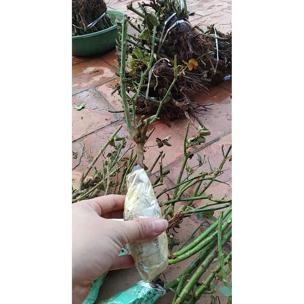 CÂY HOA HỒNG LEO