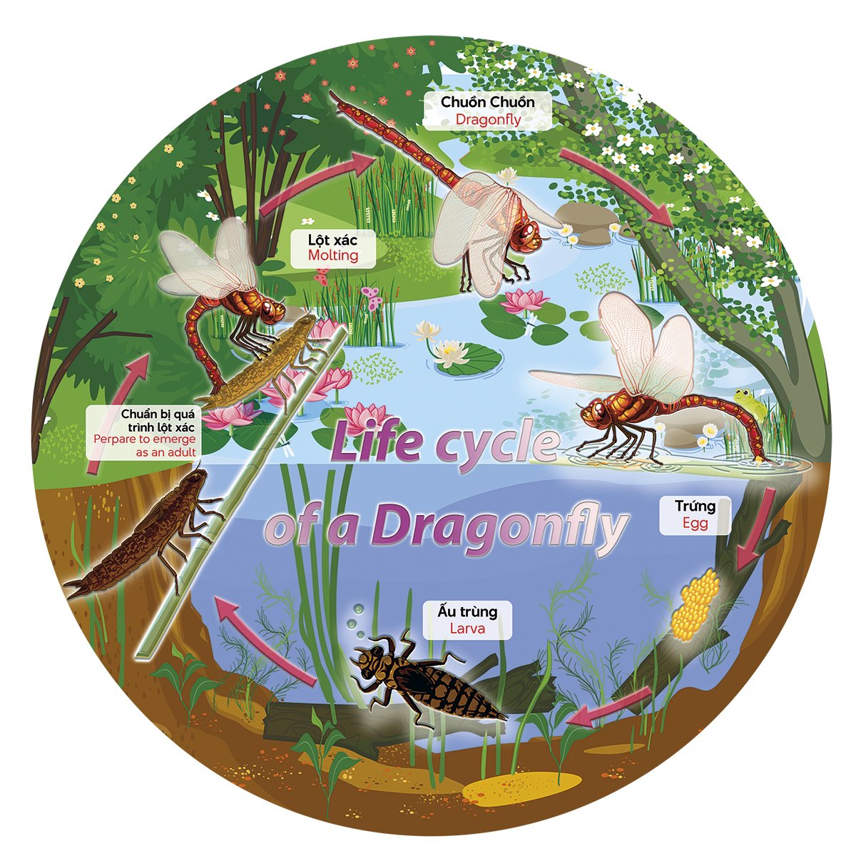 Đồ chơi xếp hình Puzzle khoa học cho trẻ 53 Miếng + Minibook - Puzzle Vòng đời cuộc sống - Giggle Puzzle