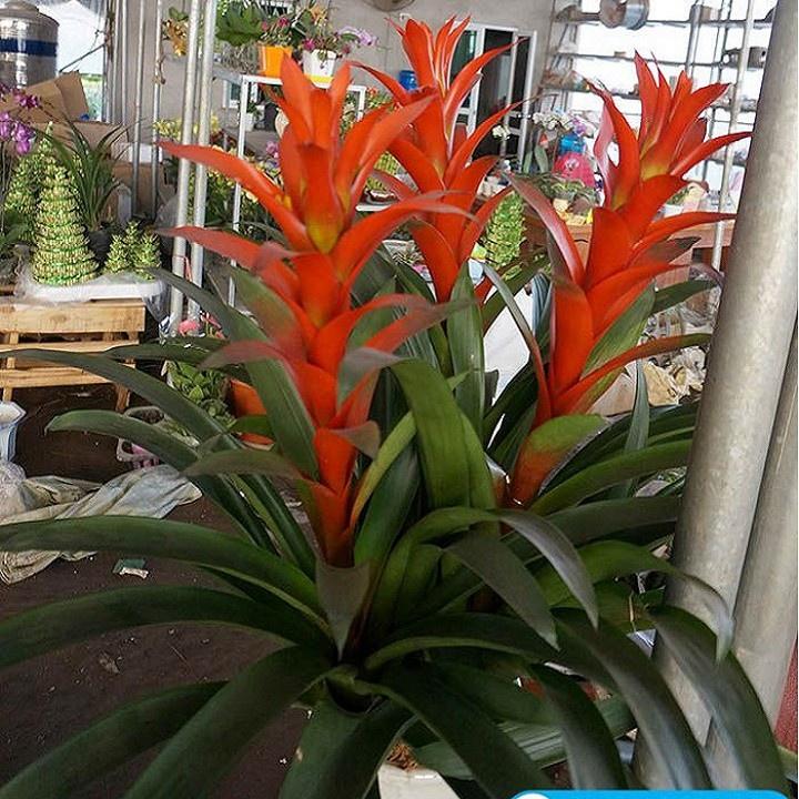 CÂY LAN ĐUỐC ĐỎ , CÂY NẾN ĐỎ