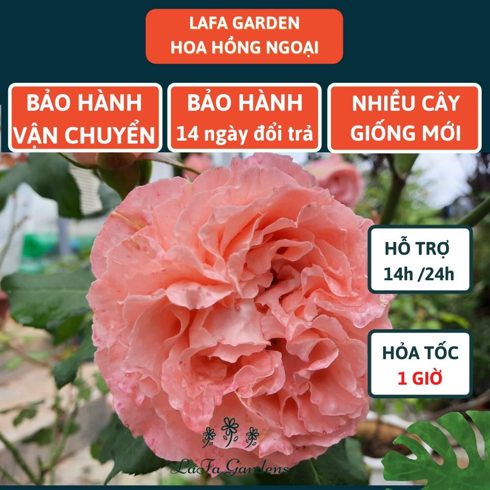 Hoa hồng leo LAFA GARDEN cao 45-60cm, cây có bầu đất khỏe, tặng kèm phân bón hữu cơ ECO ROOT, Combo phân bón hoa hồng